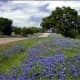 Miles of Bluebonnet Fields, A Texas Highway, Texas