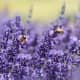 Bees on Lavender: Image by Rebekka D from Pixabay