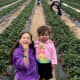 Picking Strawberries at Froberg’s Farm, Alvin, Texas
