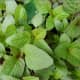 Green amaranth (kalunay) growing in containers