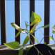 Hyacinth beans