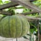 Kabocha squash (kalabasa)