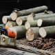 Maple logs ready to inoculate