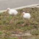 Ibis looking for something to munch on in my yard