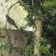 Red-shouldered hawk