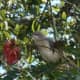 Not sure what kind of bird this is, but I've never seen this species in my neck of the woods before