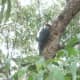 Pileated woodpecker