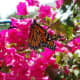 Butterfly in bouganvillea