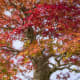10-most-beautiful-plants-in-the-world