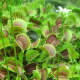 捕蝇草(Dionaea muscipula)