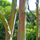 This photo shows a more close-up view of branches of the rainbow eucalyptus.