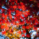Close up leaves of sugar maple.