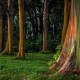 Rainbow eucalyptus