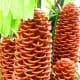 Beehive ginger (Zingiber spectabile)