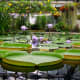 Amazon water lily (Victoria amazonica)