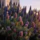 Pride of Madeira (Echium candicans)
