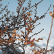 Close up of cherry tree. They didn't bloom until the 9th. We left on the 1st.