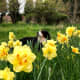Animals should avoid daffodil bulbs because they contain lycorine, a substance that will upset their stomachs.
