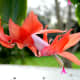 Christmas/Thanksgiving Cactus hybrid bloom
