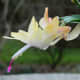 Christmas/Thanksgiving Cactus hybrid bloom