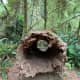 my-summertime-destination-to-the-quinault-rainforest