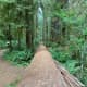 my-summertime-destination-to-the-quinault-rainforest