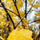 Bright yellow leaves. 