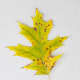 Black Oak Autumn Leaf