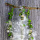 (Poplar) Easter Cottonwood Female Seed Release