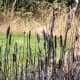 Cattails in autumn.  Such plants thimping on trees scared, then amused, Ichabod Crane and his horse in &quot;The Legend of Sleepy Hollow&quot;.
