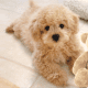 Bichpoo (Bichon Fries and Poodle Mix)