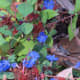 Don't forget the plants! Here is ground cover Blue Plumbago &quot;Ceratostigma plumbaginoides&quot; (Latin name). 
