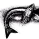 Two Grunion