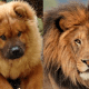 Cow Chow Dog (Left) and Lion (Right) - Dog that look like a Lion