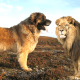 7-dogs-that-look-like-lion