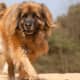 Leonberger mane.