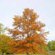 Black Oak Typical Autumn Color