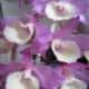 Close up flowers of hooded orchid