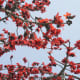 Red Silk Cotton Tree
