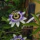 Passiflora moluccana