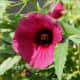 Monarch Rosemallow
