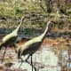 Red Heron in Punta Gorda