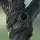 Mature Silver Maple Twisted Trunk