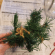 I tied my tree to the trailer using a piece of twine.