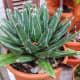Agave Closeup