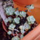 Sedum spathulifolium 'Cape Blanco' (Broadleaf Stonecrop)
