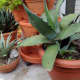 Agaves come in many shapes and sizes. 
