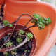 Some sedums have rounded leaves, while others are flat or pointy, You can choose whichever suits you best, just be sure to check their minimum tolerated temperatures.