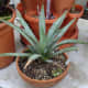 Agave Closeup