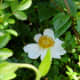 Wildflower